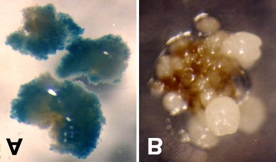 Figura 4 - Transformação de C. arabica com pcambia3301. (A) Ensaio histoquímico de GUS. (B) Embriões transformantes putativos em estádios cordiforme e globular de desenvolvimento.