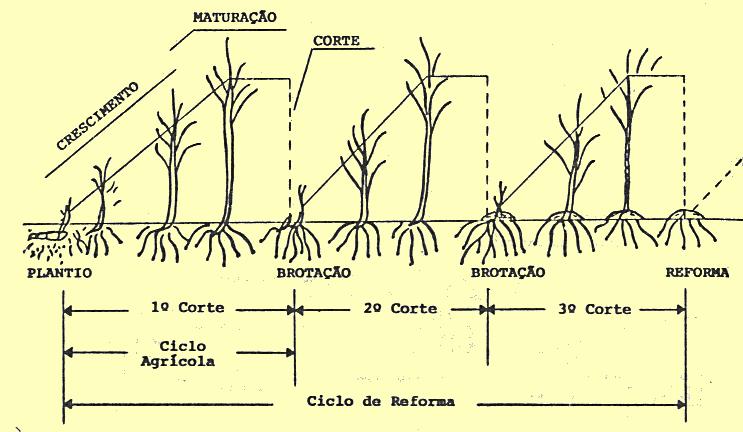 23 Ciclo da cana-de-açúcar e os