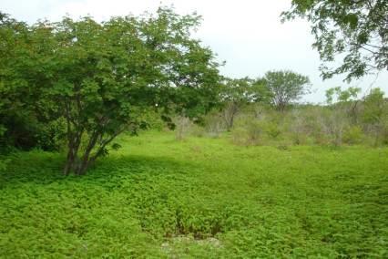 21 2.2 Vegetação Ocorre predominantemente na região semi-árida a caatinga como tipo vegetal típico da região.