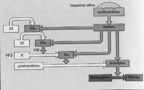 ANTICOAGULANTE - HEPARINA ANTICOAGULANTE - HEPARINA INIBE:,,I e Trombina JÁ FORMADOS I ia intrinseca Qual é o mecanismo de ação da heparina?