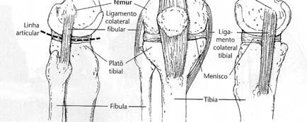 estiramento do lig. coronário Anatomia Face Lateral Lig. colateral fibular e trato iliotibial - Lig.
