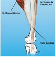 estabilidade lateral do joelho. Suas ff. não estão fixadas ao menisco (tendão do poplíteo separa-os).