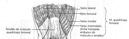 Anatomia Face anterior Patela, tendão do quadríceps femoral, lig. da Patela e bolsas -As partes mais reforçadas e resistentes da cápsula articular do joelho estão localizadas nos lados da articulação.
