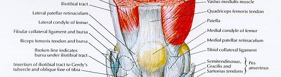 Anatomia Face anterior Patela, tendão do quadríceps femoral, lig.