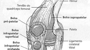 Anatomia Face anterior Bolsas supratelar, pré patelar, patelar, infrapatelares superficial e profunda Palpação Face anterior Patela, tendão do