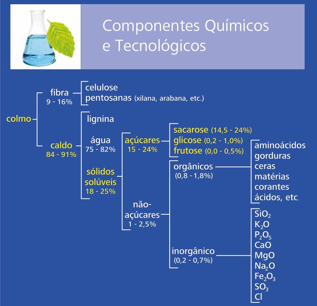 CANA DE AÇÚCAR Componentes