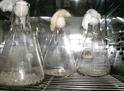 9 2 Metodologia 2.1 Microrganismo O agente de fermentação foi uma linhagem do fungo filamentoso Aspergillus niger da coleção da Embrapa Agroindústria de Alimentos, RJ.
