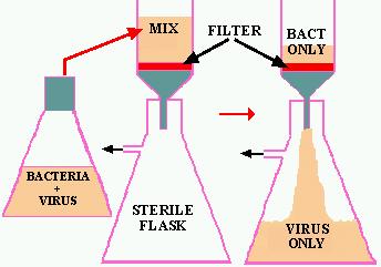 bactérias) mosaico do tabaco era transmitido por um agente filtrável (TMV) Filtração de extrato de