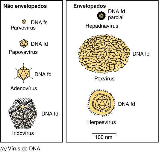Parvoviroses de animais Hepatite B Raiva Papilomavirus - sexual Resfriado em humanos Rubéola Gastroenterites Conjuntivites Hepatites