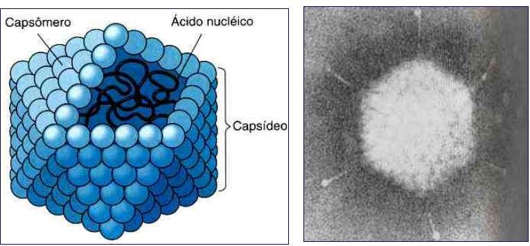 Rotavirus Infecções