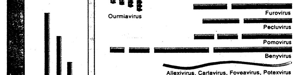 VIRIDAE = FAMÍLIA FAMÍLIA: HERPESVIRIDAE GÊNERO: