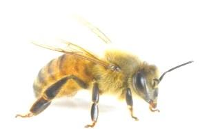 Mas qual é a relação entre nutrição e epigenética? Um bom exemplo para ilustrar a relação entre estes dois conceitos é o da abelha rainha.
