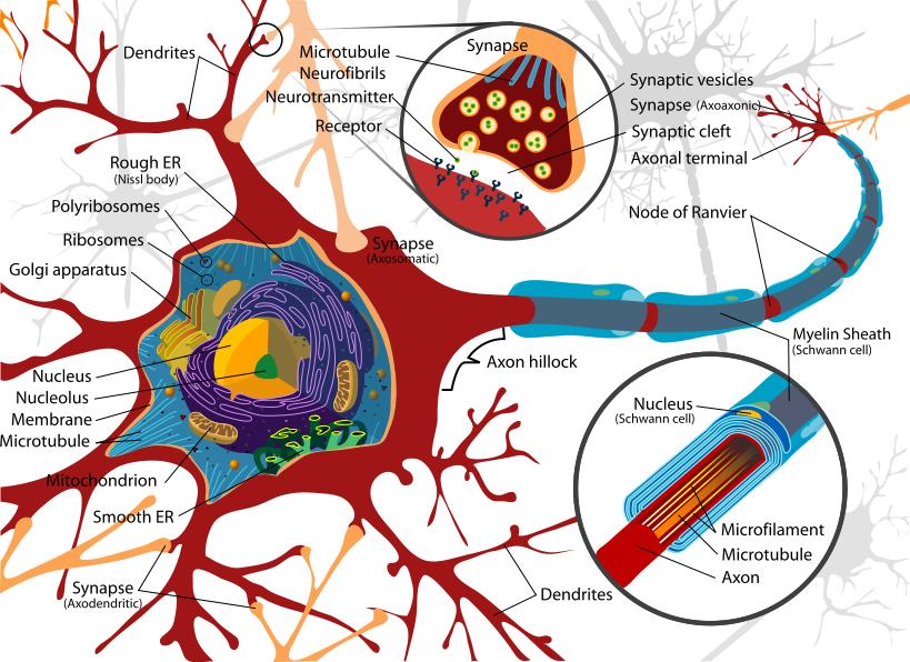 Modelos Arquiteturas Representação do Conhecimento Modelo de um neurônio McCulloch-Pitts Funções de