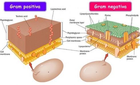 2- Classificação das bactérias e antibióticos As bactérias dividem-se em duas grandes famílias e denominam-se gram + e gram- consoante a estrutura da sua parede celular.