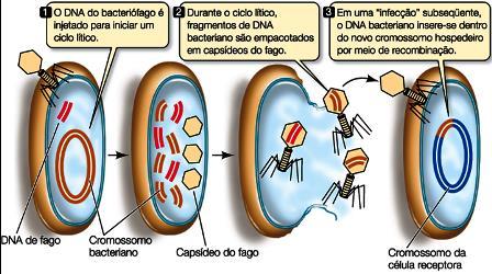 Transdução Transdução é o processo pelo qual material genético da bactéria dadora é transferido para a receptora por um bacteriófago ou fago.
