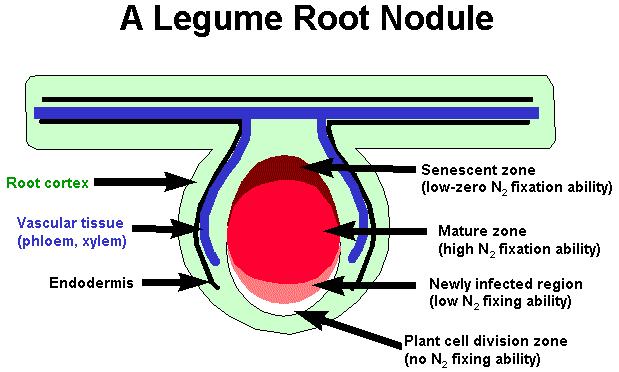 Introdução Nódulo em Leguminosa Córtex da raiz Tecido vascular (Xilema e floema) Endoderme Zona de senescência (baixa-zero habilidade de fixação de N 2 ) Zona madura