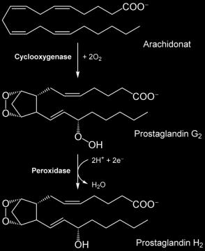 Hormônios eicosanoides Ação dependente de receptores de membranas e segundos