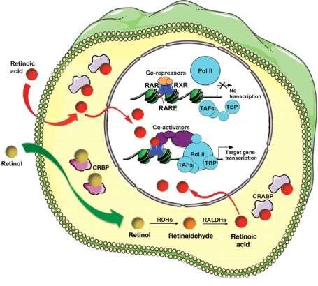 Hormônios Retinoides Ação dependente de