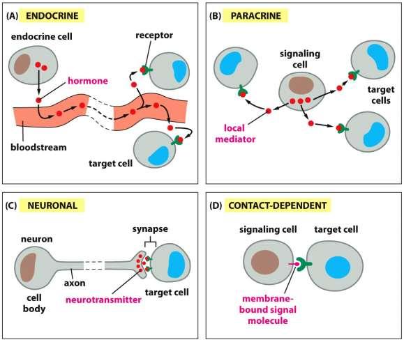 Tipos de hormônios Endócrinos: liberados no plasma ação a longa distância Neuronais ação mediada por neurotransmissor Parácrinos:
