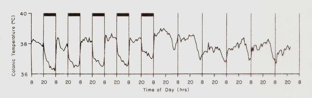 Ritmo Diário Ritmo Circadiano