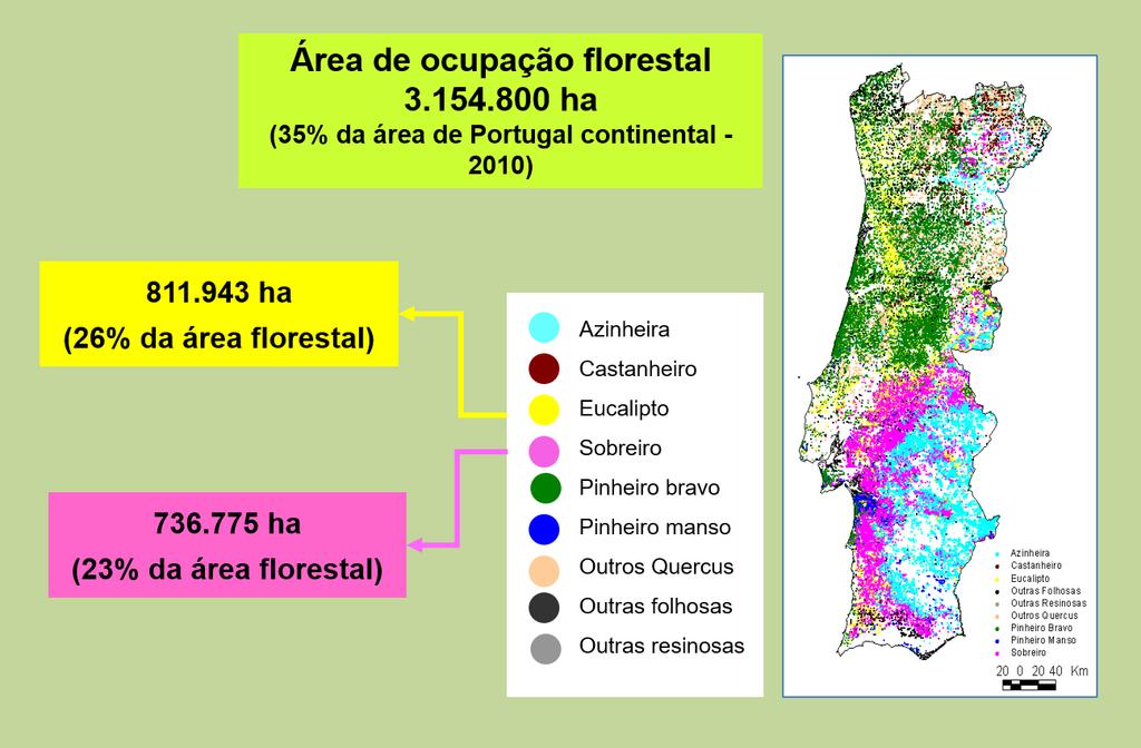 Figura 1- Área de ocupação florestal em Portugal (ICNF 2013) 1.2. O eucalipto O eucalipto (Eucalyptus globulus Labill.