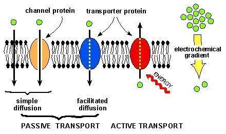MEMBRANA PLASMÁTICA TRANSPORTES TRANSPORTE PASSIVO - Difusão - Osmose Simples Facilitada Passivo Ativo Quantidade NÃO GASTA ENERGIA GASTA ENERGIA