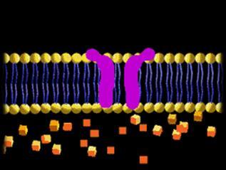 Há o auxílio de proteínas de membrana (permeases).
