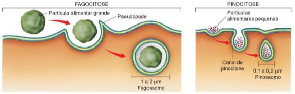 Pinocitose ingestão de substâncias dissolvidas nos fluidos.