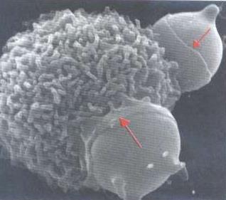 Processo utilizado por amebas para obtenção de alimento.