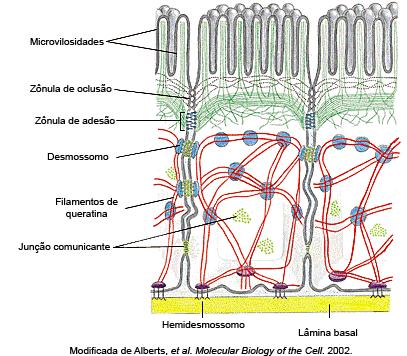 Junções comunicantes Coesão e comunicação entre as células. São encontradas na maioria dos tecidos. São mais frequentes no T.E.