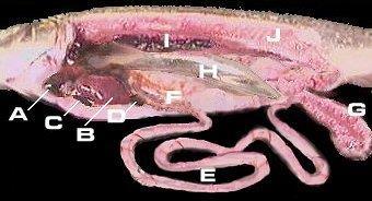 A - Corazón. B - Fígado.C - Bazo.D - Vesícula biliar.e - Intestino.F - Estómago. G - Ovarios. H - Vejiga natatoria. I - Riles. J - Tecido muscular 2.1.