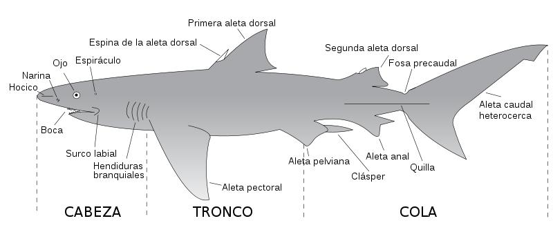 Peixe cartilaxinoso ( figua 1) EXERCICIOS: 5.- Indica cal é a función da vexiga natatoria. Fai un debuxo. 6.