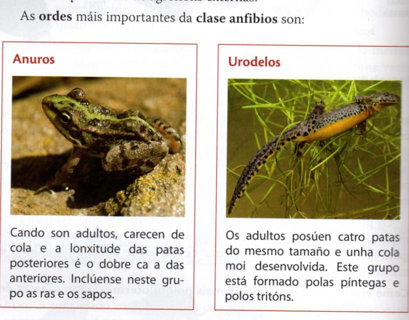 2.3.- OS ANFIBIOS 2.3.1 Quen son? Ras, sapos, e pintigas 2.3.2.-CARACTERÍSTICAS 1.-Resgulación da temperatura: Son poiquilotermos 2.