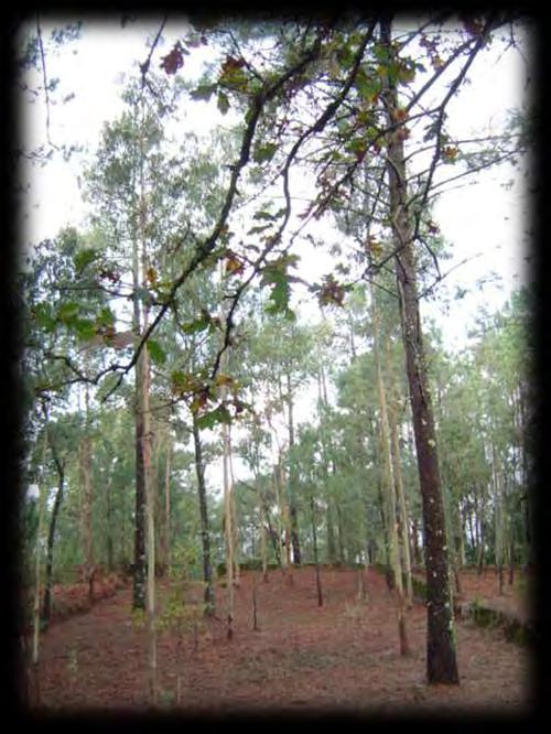 ZIF CONSTRANGIMENTOS -Minifúndio -Propriedades florestais com heranças indivisas, em regime de