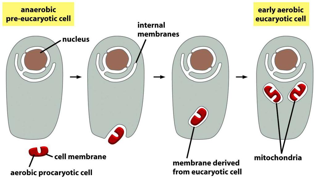 Aquisição da mitocôndria Teoria endossinbiótica Figure