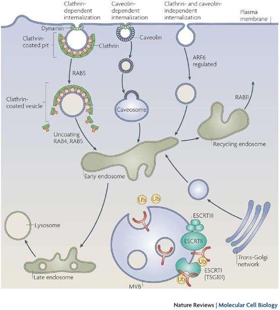 Endossomos e lisossomos New roles for endosomes: from vesicular carriers to multi-purpose platforms