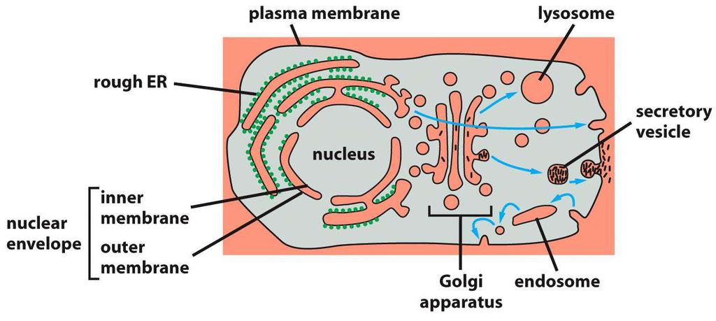 Formação de uma organela Requer a organela preexistente A organela precisa ser herdada durante a divisão celular Como oscompartimentos se formam?