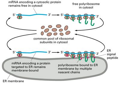 Proteínas são sintetizadas no citoplasma em
