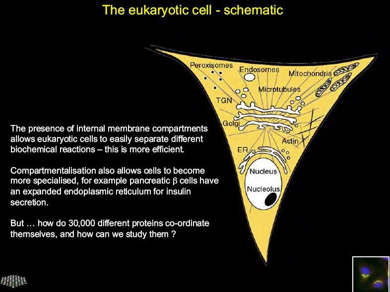 Célula eucariótica como visualizar a as proteínas em seus locais específicos na célula A presença de compartimentos membranosos permite que as células eucarióticas facilmente separem diferentes