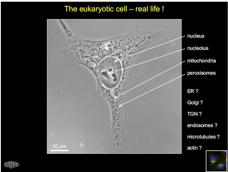 A célula eucariótica