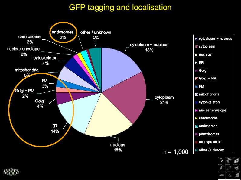 Etiquetando proteínas com GFP e