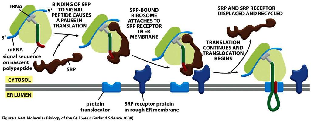 SRP se liga ao ribossomo que apresenta o peptídeo sinal