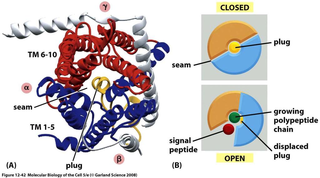 Complexo Sec61 - translocador de proteínas durante a tradução A hélice