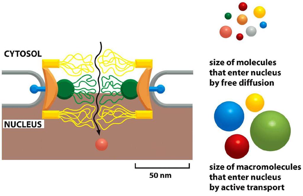 Tamanho de partículas que atravessam o poro por difusão livre ou por transporte ativo (até