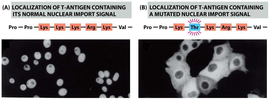 Demonstra a função de um sinal de localização nuclear (NLS) Proteína viral Large T-antigen