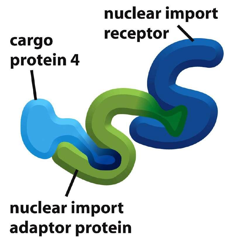 Algumas proteínas requeremuma proteína adaptadora que intermedeia a interação da carga com o receptor Família gênica das carioferinas ou importinas