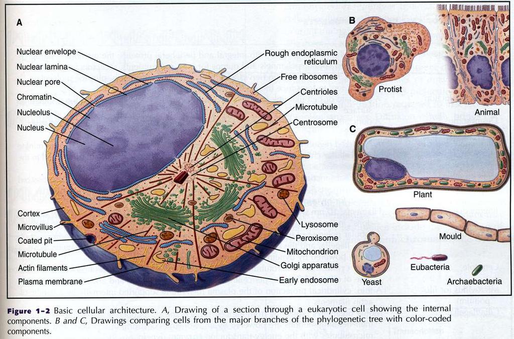 A profusão de compartimentos intracelulares uma adaptação ao aumento de tamanho celular Compensam a pequena razão entre superfície de membrana plasmática / volume na