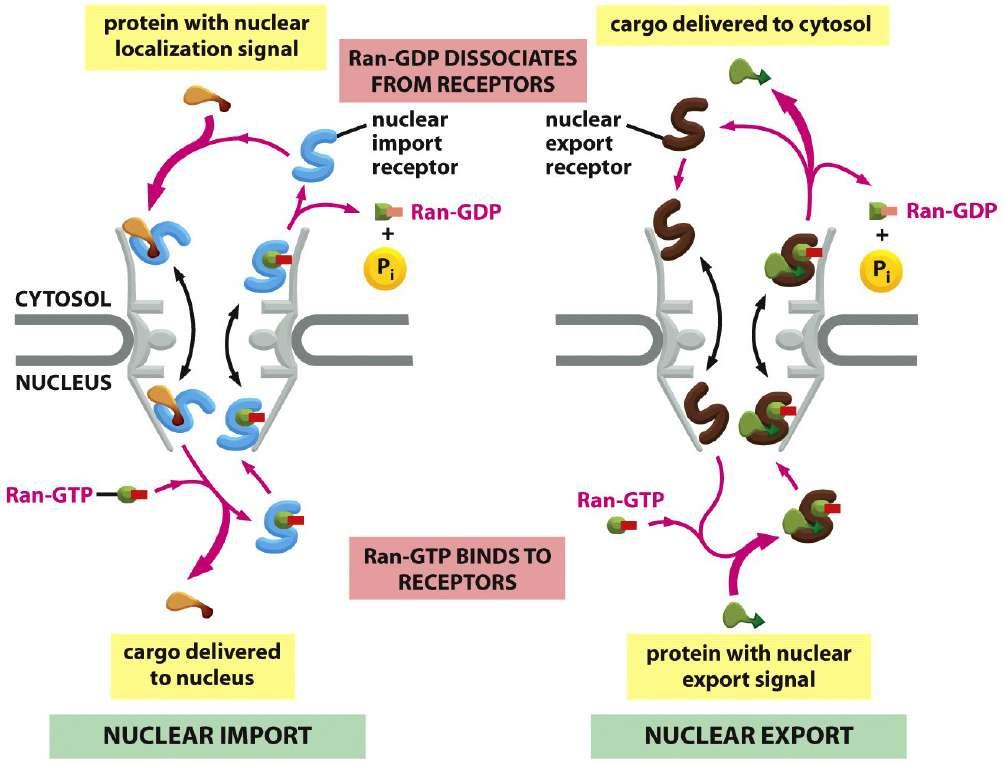 Mecanismo de importação e exportação A importina ligada à carga (proteína importada) Rola por meio de interações