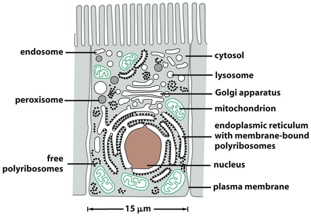 Compartimentos intracelulares e distribuição de proteínas