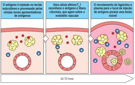 Figura Os estágios de uma